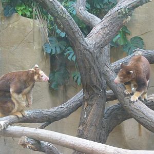 Duisburg Zoo 2004 - Matchies Tree Kangaroos