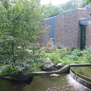 Duisburg Zoo 2004 - Side of African Lion exhibit