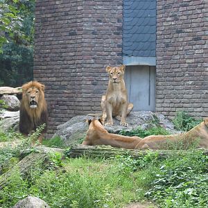 Duisburg Zoo 2004 - Male African Lion and his hareem