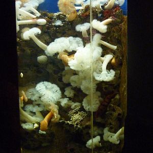 North Pacific Aquarium