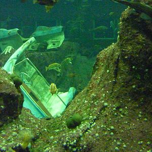 North Pacific Aquarium