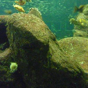 North Pacific Aquarium