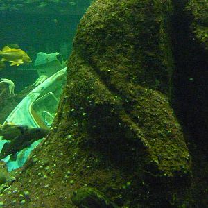 North Pacific Aquarium