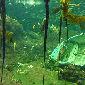 North Pacific Aquarium