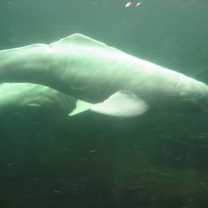 Duisburg Zoo 2004 - Pink River Dolphins in the old indoor pool