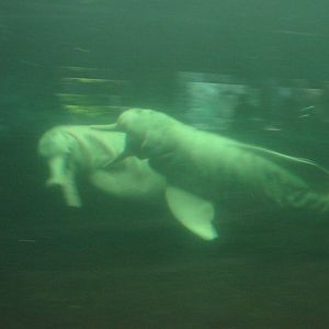 Duisburg Zoo 2004 - Pink River Dolphins in the old pool
