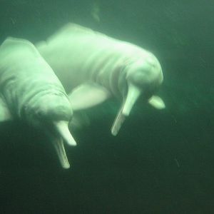 Duisburg Zoo 2004 - Pink River Dolphins in the old pool