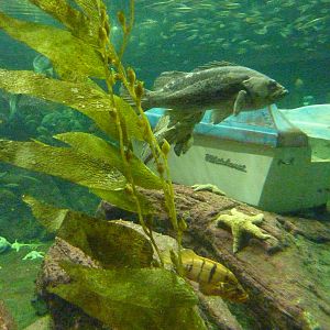 North Pacific Aquarium