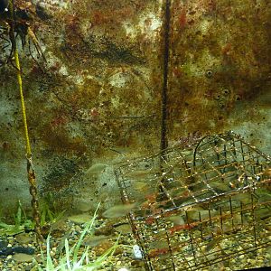 North Pacific Aquarium