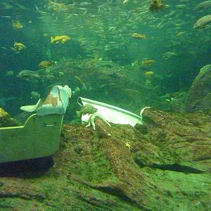 North Pacific Aquarium