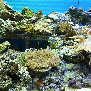 North Pacific Aquarium - Coral Tank