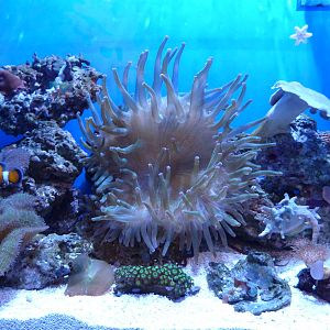 Clownfish - Finding Nemo