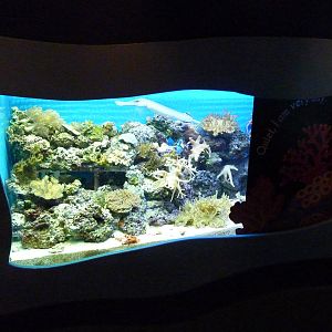 North Pacific Aquarium - Pacific Trumpetfish Exhibit