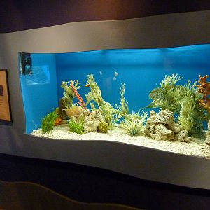 North Pacific Aquarium - Angelfish Exhibit