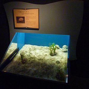 North Pacific Aquarium - Horseshoe Crab Exhibit