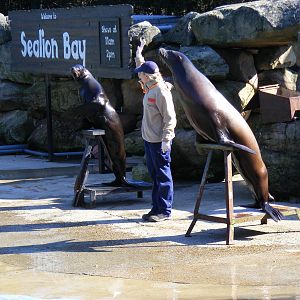 Californian sea lions at Chessington Zoo, 7 March 2010