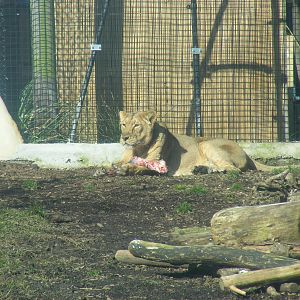 Kalinga the Asiatic lion at Chessington Zoo, 7 March 2010