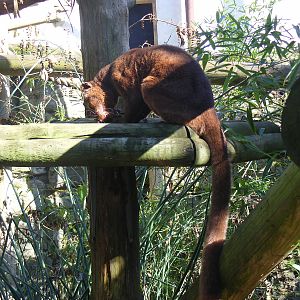 Perinet the fossa at Chessington Zoo, 7 March 2010