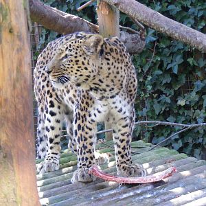 Kalaf the Persian leopard at Chessington Zoo, 7 March 2010