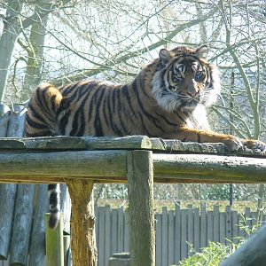Kelabu the Sumatran tiger at Chessington Zoo, 7 March 2010