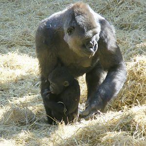Buu and Mbula the gorillas at Chessington Zoo, 7 March 2010
