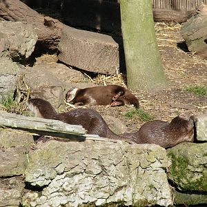 Asian small-clawed otters at Chessington Zoo, 7 March 2010