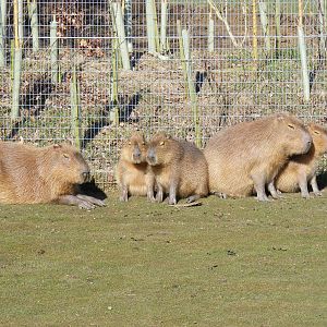 Capybaras at Chessington Zoo, 7 March 2010