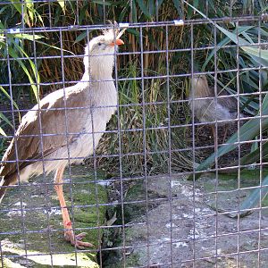 Red-legged seriemas at Chessington Zoo, 7 March 2010