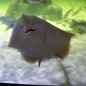 Underside of a painted ray at Chessington Zoo, 7 March 2010