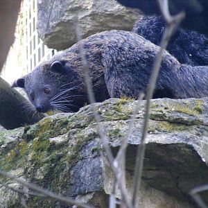 Ayu the binturong at Chessington Zoo, 7 March 2010