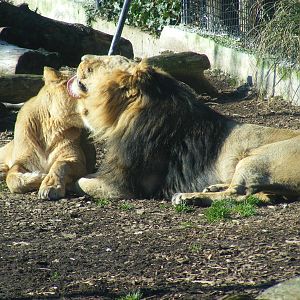 Kalinga and Ashok the Asiatic lions at Chessington Zoo, 7 March 2010