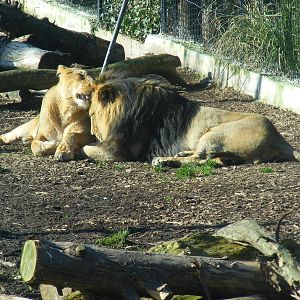Kalinga and Ashok the Asiatic lions at Chessington Zoo, 7 March 2010