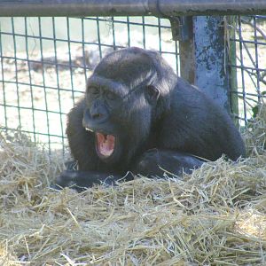 Gorilla yawning at Chessington Zoo, 7 March 2010