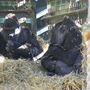 Shani, Buu and Mbula the gorillas at Chessington Zoo, 7 March 2010