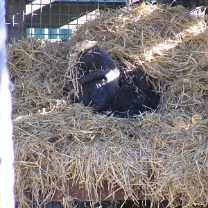 Buu and Mbula the gorillas at Chessington Zoo, 7 March 2010