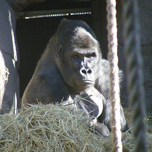 Damisi the gorilla at Chessington Zoo, 7 March 2010