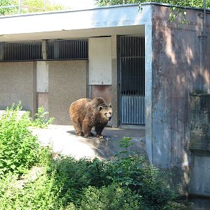 Hannover Zoo 2004 - Brown Bear in the old exhibit
