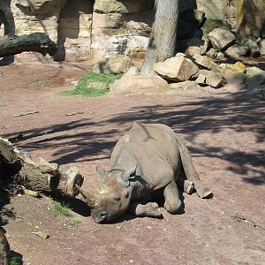 Hannover Zoo 2004 - Black Rhinoceros