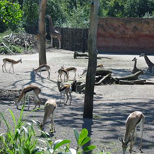 Hannover Zoo 2004 - Mixed Savannah exhibit