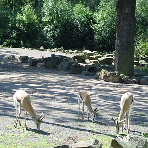 Hannover Zoo 2004 - Mixed Savannah exhibit