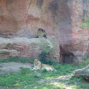 Hannover Zoo 2004 - Lion exhibit
