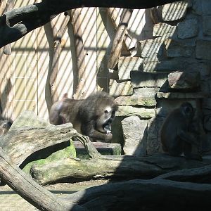 Hannover Zoo 2004 - Drills