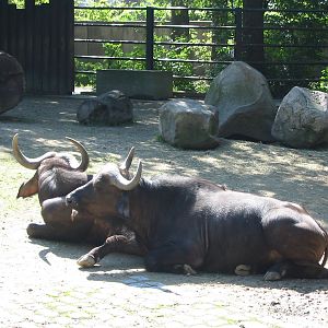 Hannover Zoo 2004 - African Buffalos