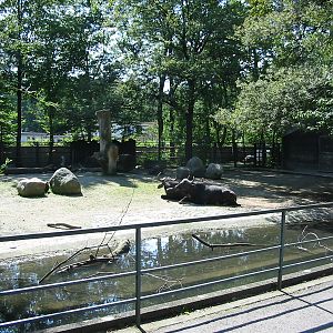 Hannover Zoo 2004 - African Buffalo exhibit