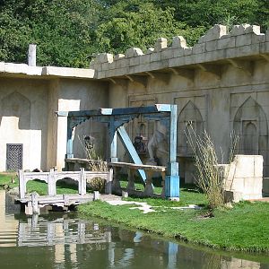 Hannover Zoo 2004 - Hanuman Langur exhibit