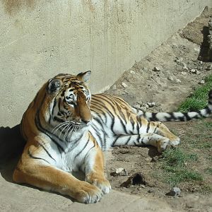 Hannover Zoo 2004 - Siberian Tiger in an India-theme exhibit complex