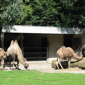 Hannover Zoo 2004 - Bactrian Camel group