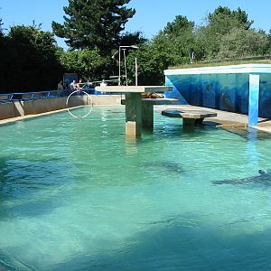 Hannover Zoo 2004 - California Sea Lion pool