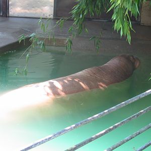 Hannover Zoo 2004 - Pacific Walrus in the old pool