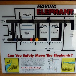 Asian Forest Sanctuary - Elephant Exhibit Game